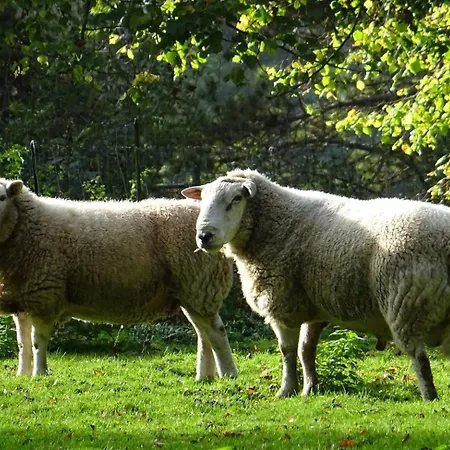 Vila Aux Bois Dores De La Ferme De Sorval, Animaux De La Ferme, Fitness Walincourt-Selvigny
